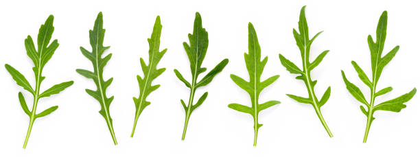 istock Arugula leaves isolated on white background. Closeup fresh wild rocket leaves on white background top view. 1344754523
