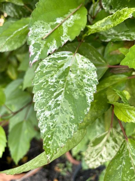 istock hibiscus leaf in nature garden 1344754566