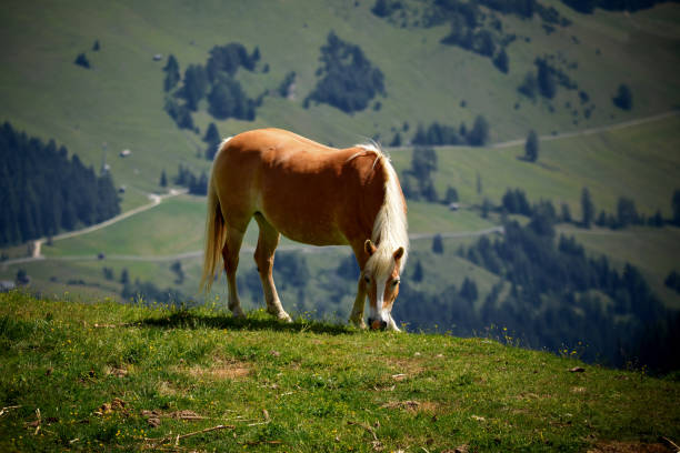 Single horse is grazing on a mountaon meadow