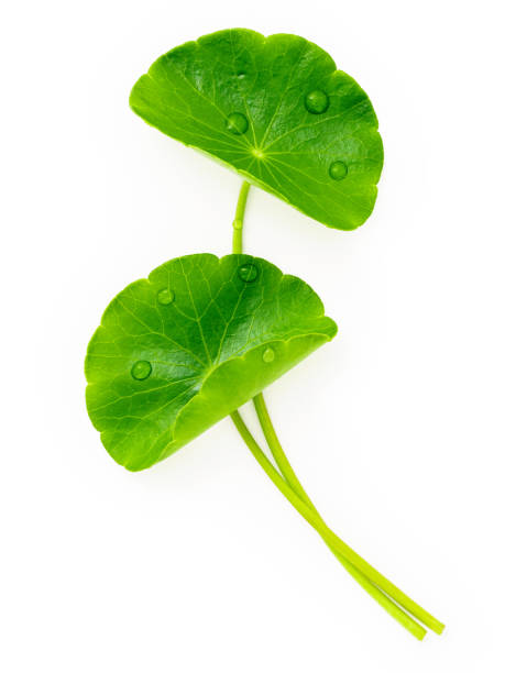 istock Close up centella asiatica leaves with rain drop isolated on white background top view. 1344755303