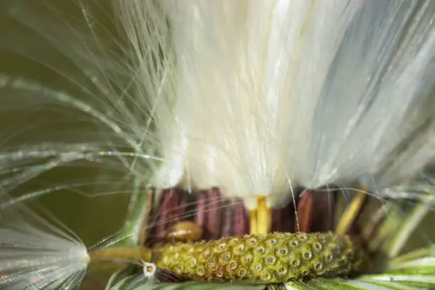 beautiful dandelion seeds , taken at shimizu japan