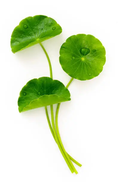 Photo of Close up centella asiatica leaves with rain drop isolated on white background top view.