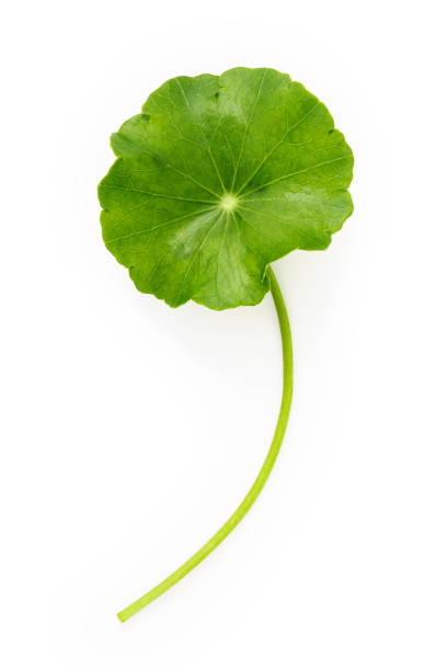 istock Close up centella asiatica leaves with rain drop isolated on white background top view. 1344755608
