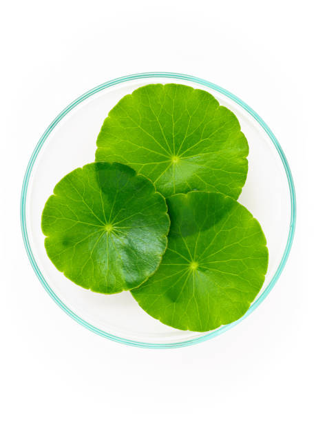 istock Close up centella asiatica leaves with rain drop in petri dish isolated on white background top view. 1344755694