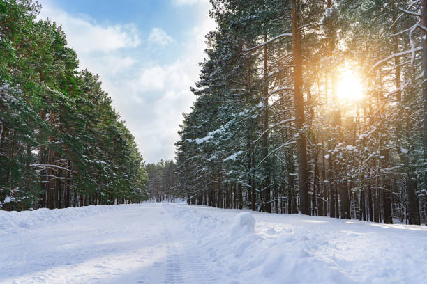 istock Scenic winter forest. Trees covered with snow at sunny day. 1344756770