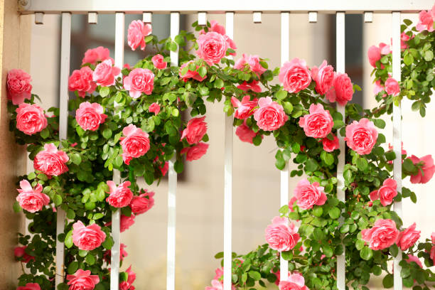 istock In the summer, rose is blooming 1344756894