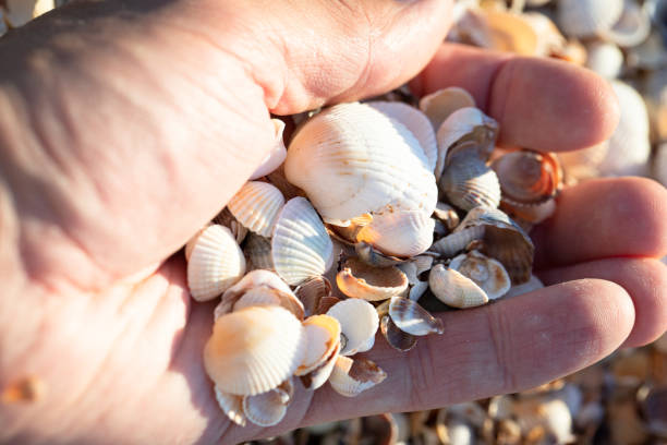 istock Seashells on the sea in hand 1344757357