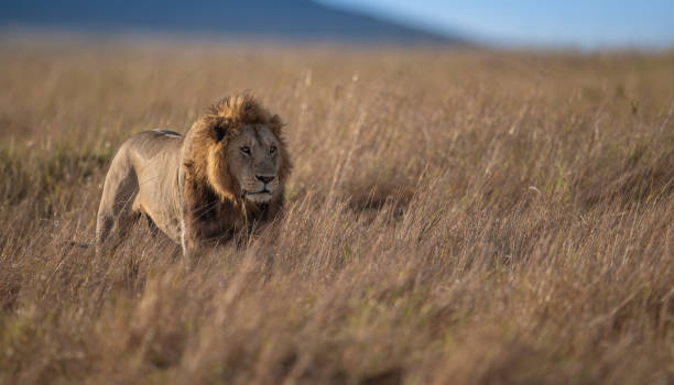 istock A Male Lion in the Maasai Mara 1344757498