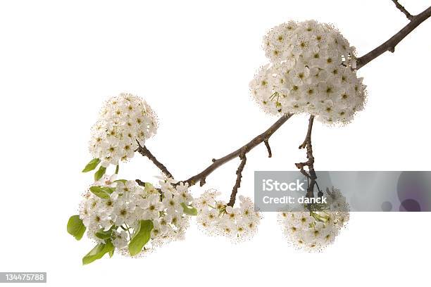 Flores De Primavera Foto de stock y más banco de imágenes de Florecer - Florecer, Fondo blanco, Pera