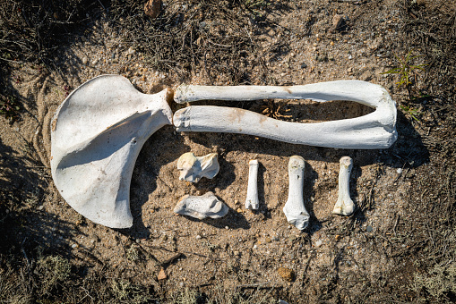 Old bare bones of wild animals on the Harding Beach meadows in Chatham, Massachusetts