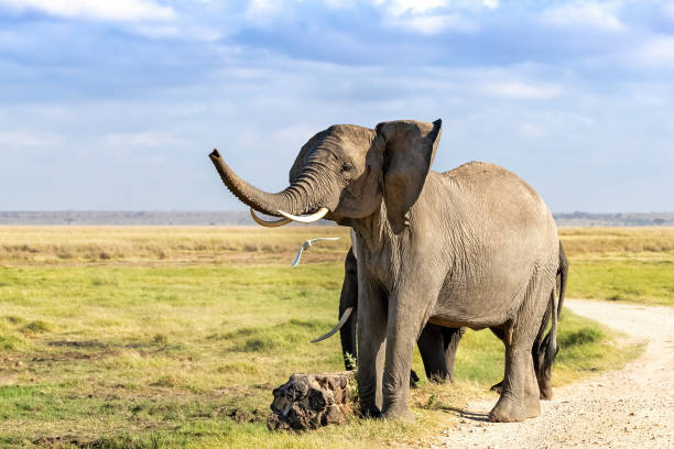 trompette d’éléphant d’afrique dans le parc national d’amboseli, kenya - trumpeting photos et images de collection