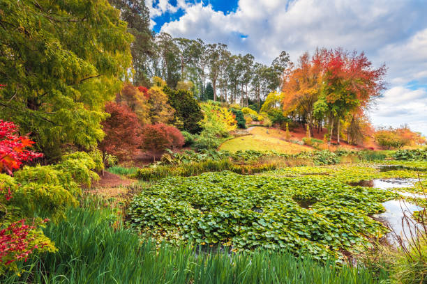 istock Colorful Australian autumn at Mount Lofty park 1344760884