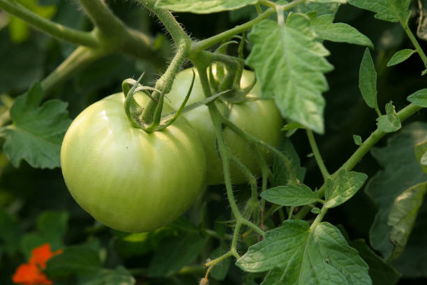 2 Green garden tomatoes hanging on vine