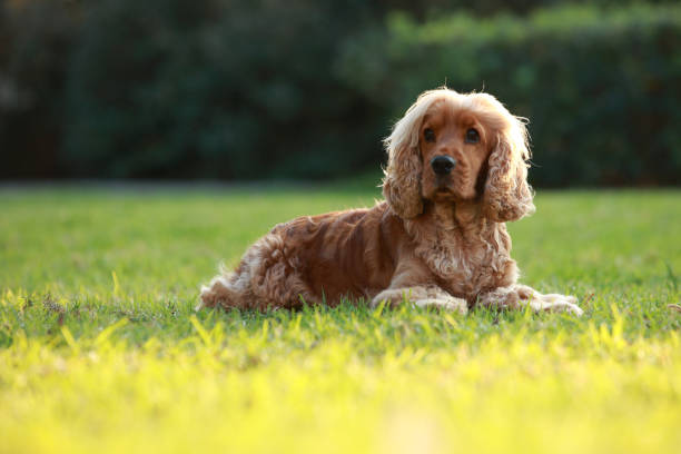 English Cocker Spaniel English Cocker Spaniel playing on the grass during sunset. cocker spaniel stock pictures, royalty-free photos & images