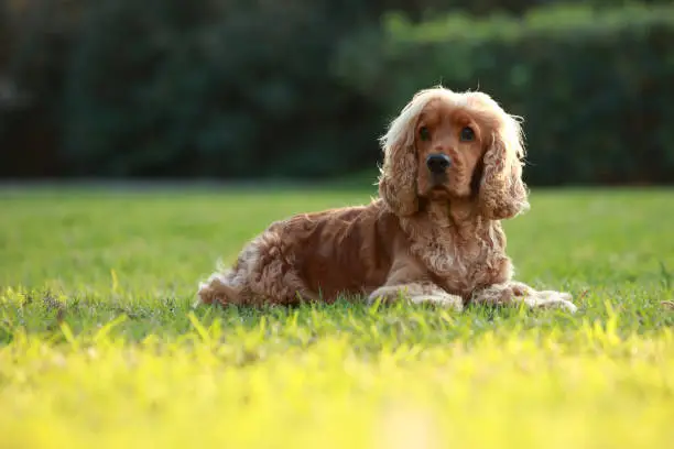 English Cocker Spaniel playing on the grass during sunset.