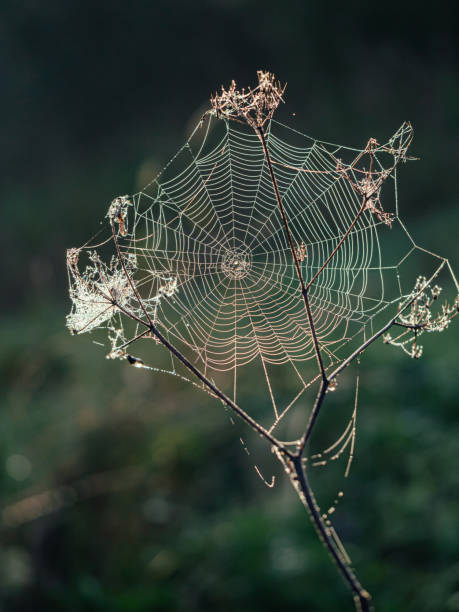 istock A spider web with dewdrops on the branches of the grass in the field 1344763308