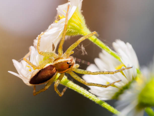 istock A brown spider with spiked legs sits on a chamomile, close-up. 1344763316