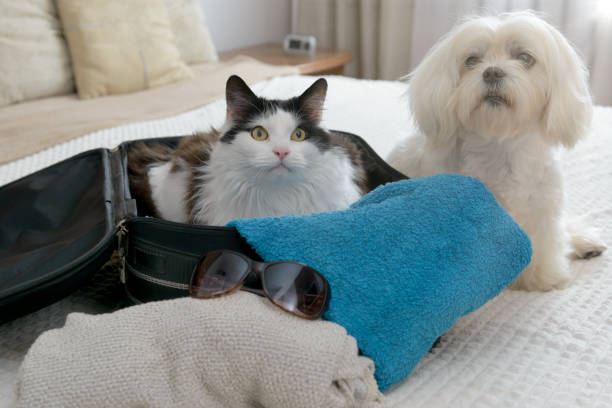 istock Dog in bag with cat 1344763320