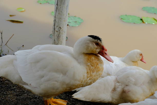 istock A duck with white feathers but a black head 1344763529