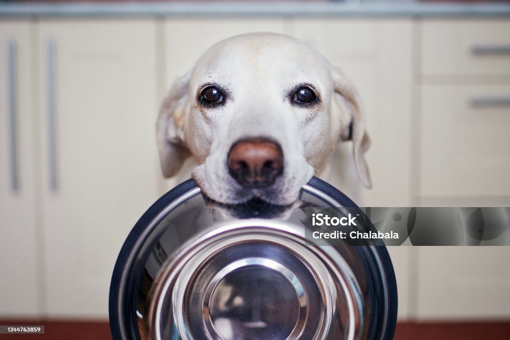 Hungry dog waiting for feeding with bowl in mouth"n Cute labrador retriever is carrying dog bowl in his mouth. Hungry dog with sad eyes is waiting for feeding at home kitchen."n Dog Stock Photo