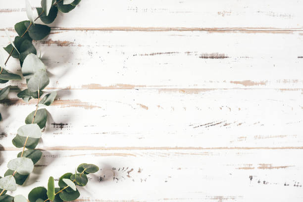 istock Frame made of eucalyptus branches on white background 1344764016