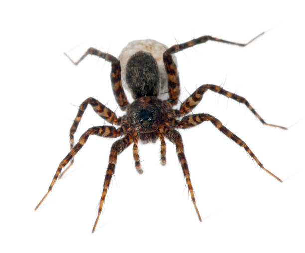 istock Female Pardosa lugubris carrying her egg-sac, white background. 134476475