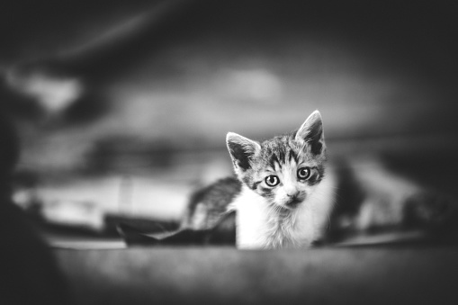 Small cute curios kitty.