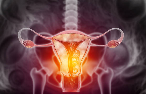anatomia do sistema reprodutivo feminino. ilustração 3d - útero humano - fotografias e filmes do acervo