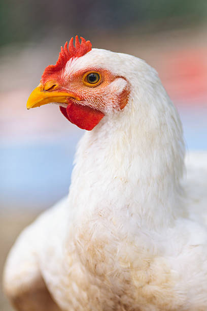 Chicken, closeup portrait stock photo