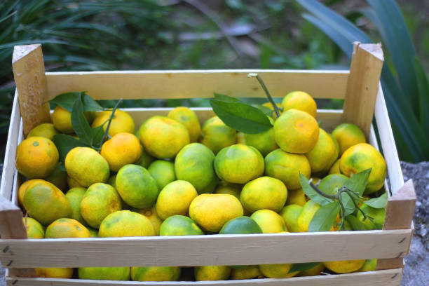 istock Crate of Tangerines 1344766286