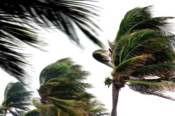 istock Tropical storm and palm trees over white background 1344766509