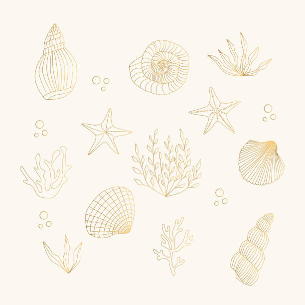 satz goldener muscheln, seesterne, algen, korallen. vektorisolierte illustration. - golden algae stock-grafiken, -clipart, -cartoons und -symbole