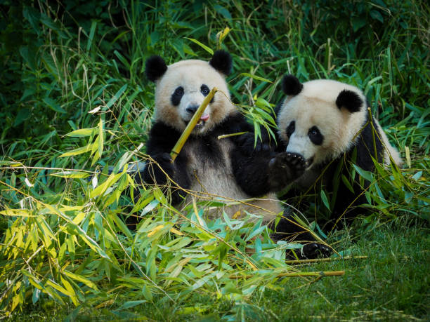 istock Two big pandas are eating bamboo 1344769431