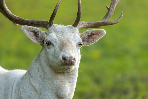 Portrait of a white fallow deer stag.