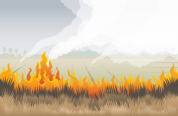 ilustraciones, imágenes clip art, dibujos animados e iconos de stock de fuego de hierba, campo con fondo de hierba seca ardiente - wildfire smoke