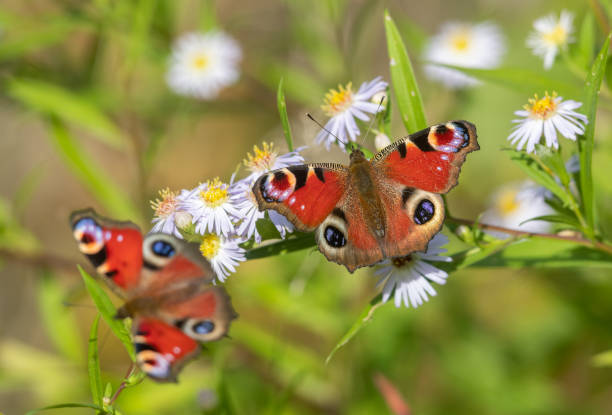 Two peacock butterflies Two peacock butterflies sucking on white blooming aster flowers. peacock butterfly stock pictures, royalty-free photos & images