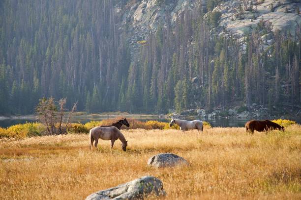 istock Horses in the Wind River Mountains, Wyoming. 1344769881