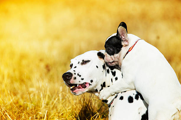 istock Best dog friends playing 134477071
