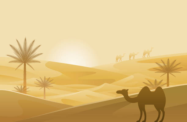 wüste mit kamel- und sanddünenhintergrund - gobi desert stock-grafiken, -clipart, -cartoons und -symbole