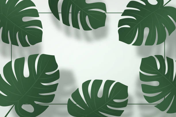 istock shadow of monstera leaves on green wall background 1344770941