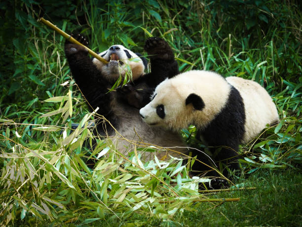 istock Two big pandas are playing with bamboo 1344770977
