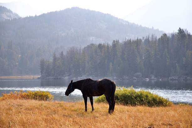 istock Horses in the Wind River Mountains, Wyoming. 1344770990
