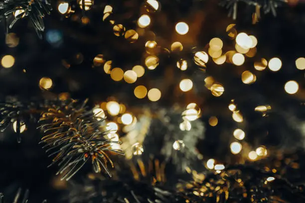 Coniferous branches and blurry shiny golden lights in Christmas and New Year atmosphere. Coniferous branches and blurry shiny golden lights in Christmas and New Year atmosphere.