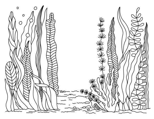 해초, 조류, 산호와 함께 해저 개요. 손으로 그린 바다 풍경, 야생 수중 세계. 바다 생물. 윤곽 마린 벡터 일러스트레이션, 색칠 공부 페이지 - seaweed stock illustrations