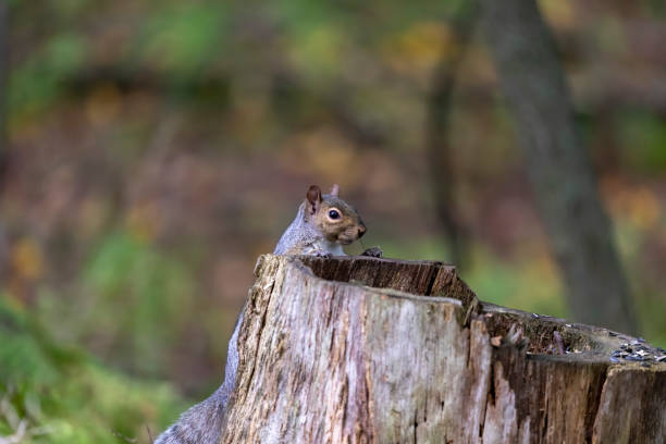istock The eastern gray squirrel (Sciurus carolinensis) in the park 1344772697
