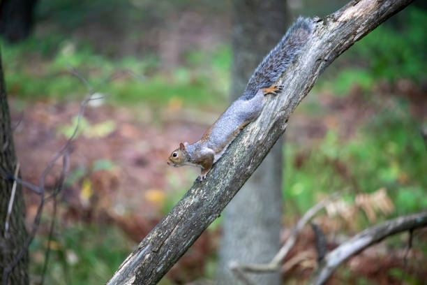 istock The eastern gray squirrel (Sciurus carolinensis) in the park 1344772731