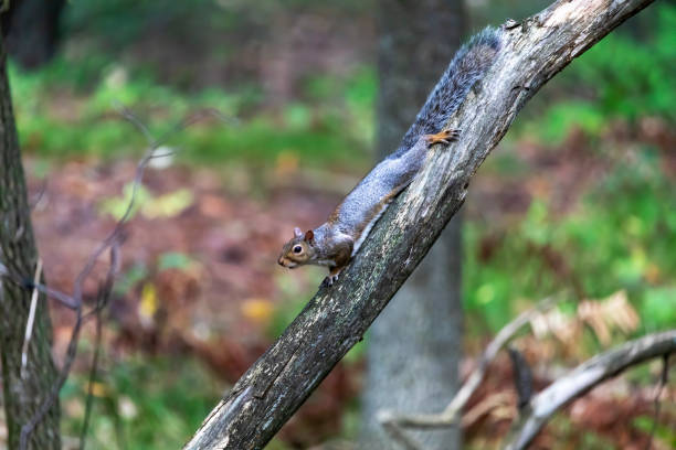 istock The eastern gray squirrel (Sciurus carolinensis) in the park 1344772741