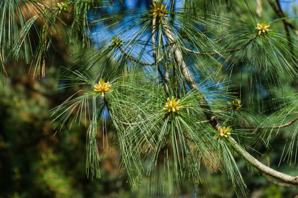 Close-up of bud pollination pinecone on pinus branches of Himalayan pine (Pinus wallichiana) known as Bhutan or blue pine. Sunny day in spring Arboretum Park Southern Cultures in Sirius (Adler) Sochi Close-up of bud pollination pinecone on pinus branches of Himalayan pine (Pinus wallichiana) known as Bhutan or blue pine. Sunny day in spring Arboretum Park Southern Cultures in Sirius (Adler) Sochi pinus wallichiana stock pictures, royalty-free photos & images