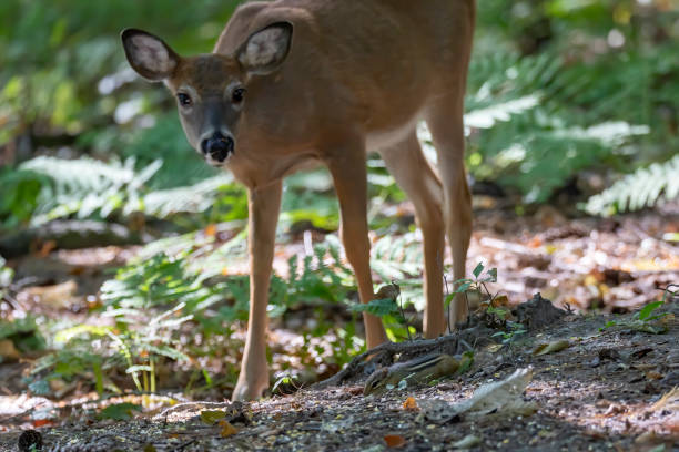 istock The white-tailed deer or Virginia deer in the autumn forest. 1344773721
