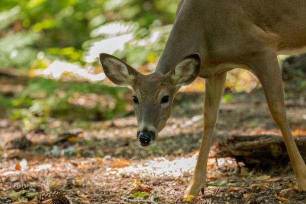 istock The white-tailed deer or Virginia deer in the autumn forest. 1344773743